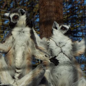 RTL Hamerton Zoo Park