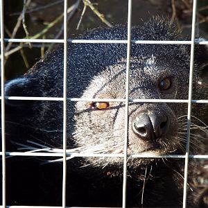 Javan Binturong Hamerton Zoo Park