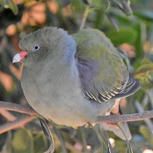 Treron delalandii / Grey-breasted green pigeon at Attica Zoological Park
