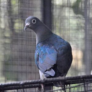 Ducula perspicillata / Moluccan imperial pigeon at Avilon Zoo