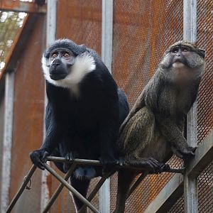 L'Hoest's monkey, Allen's swamp monkey