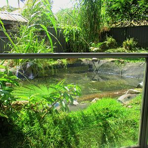 Saltwater Crocodile Enclosure