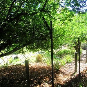 Maned Wolf Enclosure