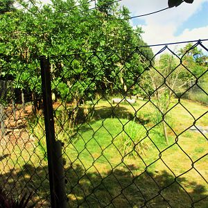 Maned Wolf Enclosure