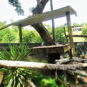 Binturong Enclosure