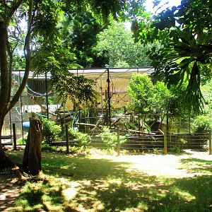 Spider Monkey Enclosure