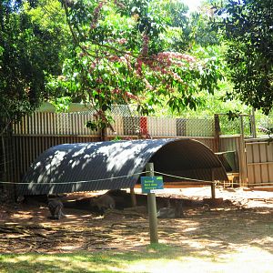 Wallaby Resting Area