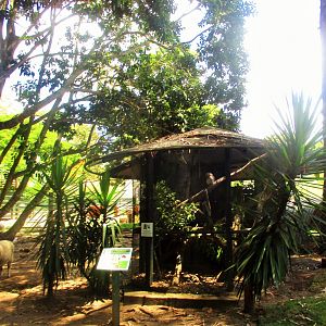 Tawny Frogmouth Enclosure