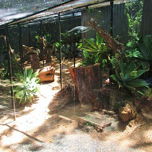Fennec Fox Enclosure