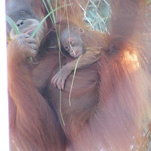 Two month old Sumatran Orangutan