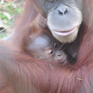 Two month old Sumatran Orangutan