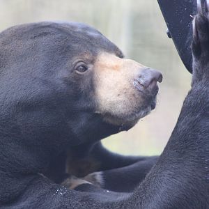 Sun Bear eating Honey
