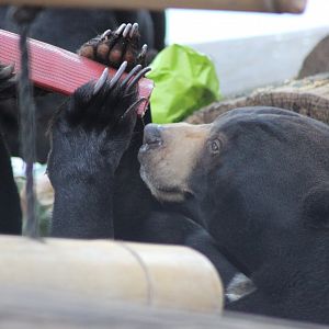 Sun Bear searching for veg