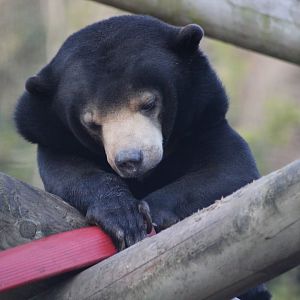 Sun Bear