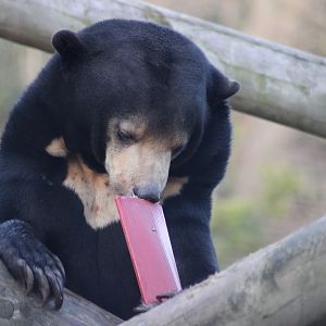 Sun Bear Enrichment