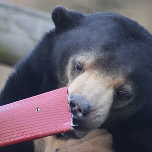 Sun Bear close up