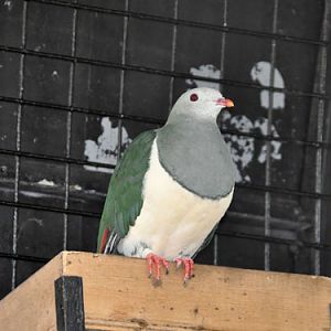 Ptilinopus merrilli merrilli / Cream-bellied fruit dove at Avilon Zoo