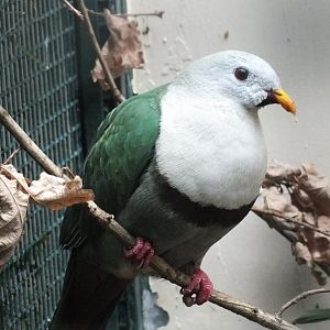 Black-chinned Fruit Dove (Ramphiculus leclancheri) at Weltvogelpark Walsrode - June 2016