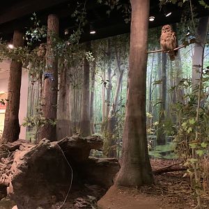 Mountains to the Sea Diorama: Bottomland Forest Section