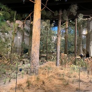 Mountains to the Sea Diorama: Longleaf Pine Section
