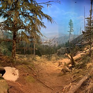 Mountain Cove Exhibit