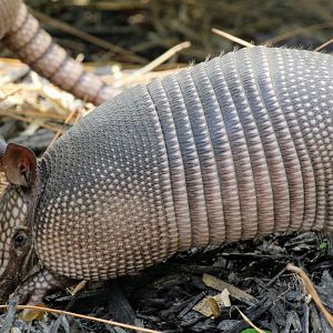 Nine-banded Armadillo
