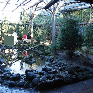 Australian aviary (Oct 13th, 2018)