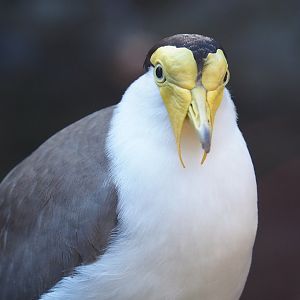 Masked lapwing (Vanellus miles miles), Oct 13th, 2018