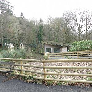 Grey gibbon house, January 2019