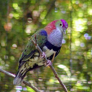 Western Superb Fruit-Dove 2006