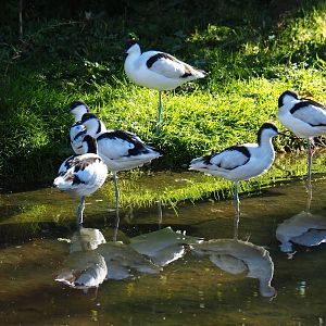 Pied avocets (Recurvirostra avosetta) annd a Common redshank (Tringa totanus), Oct 13th, 2018