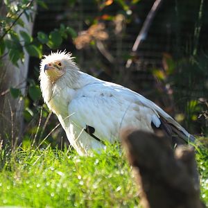 Egyptian vulture (Neophron percnopterus), Oct 13th, 2018