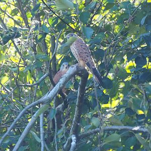 Lesser kestrels (Falco naumanni), Oct 13th, 2018