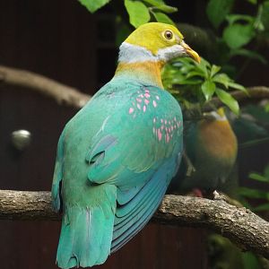 Pink-spotted Fruit-dove (Ptilinopus perlatus perlatus) at Weltvogelpark Walsrode - June 2016