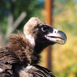 Cinereous vulture (Aegypius monachus), Oct 13th, 2018
