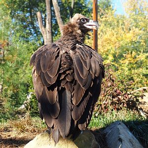 Cinereous vulture (Aegypius monachus), Oct 13th, 2018