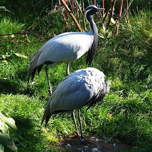 Demoiselle cranes (Anthropoides virgo), Oct 13th, 2018