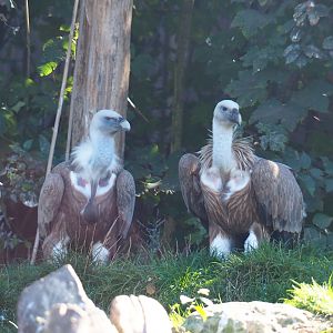Western eurasian griffon vultures (Gyps fulvus fulvus), Oct 13th, 2018