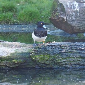Tufted pochard (Aythya fuligula), Oct 13th, 2018