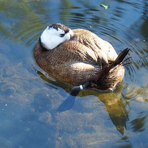 White-headed duck (Oxyura leucocephala), Oct 13th, 2018