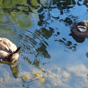 Pair of White-headed ducks (Oxyura leucocephala), Oct 13th, 2018