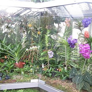 Orchid House 031218