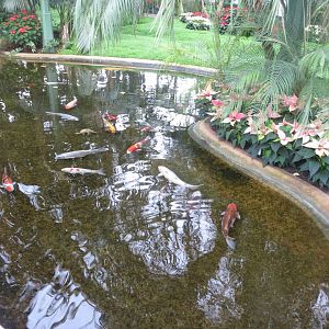 Pond in Wintergarten/Palmenhaus 031218