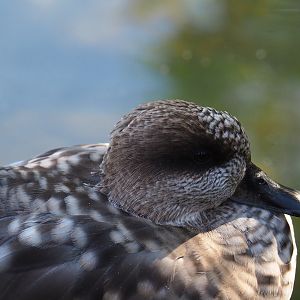 Marbled teal (Marmaronetta angustirostris), Oct 13th, 2018