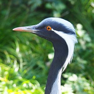 Demoiselle crane (Anthropoides virgo), Oct 13th, 2018