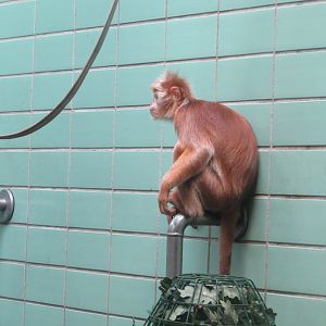 Sudamerikahaus - Javan lutung 031218