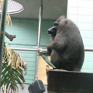 Sudamerikahaus - Drill 031218