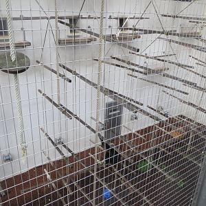 Part of Lar gibbon enclosure 031218