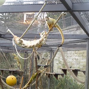 Subtropenterrassen - Common squirrel monkey 031218