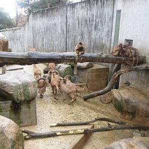 Barbary sheep and Geladas 031218